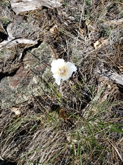 Calochortus ambiguus