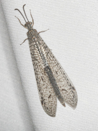 iNaturalist observation photo of Antlions and Owlflies