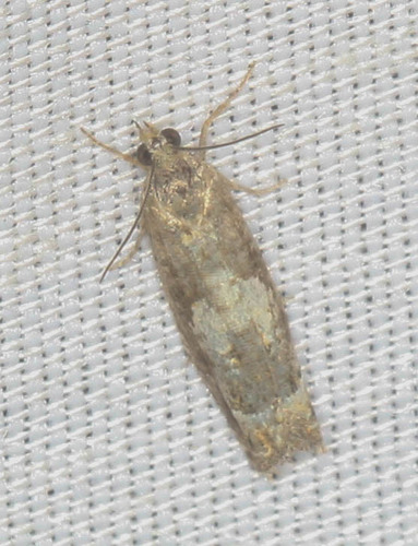 iNaturalist observation photo of Eucosmini