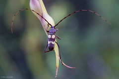 Aethecerinus latecinctus