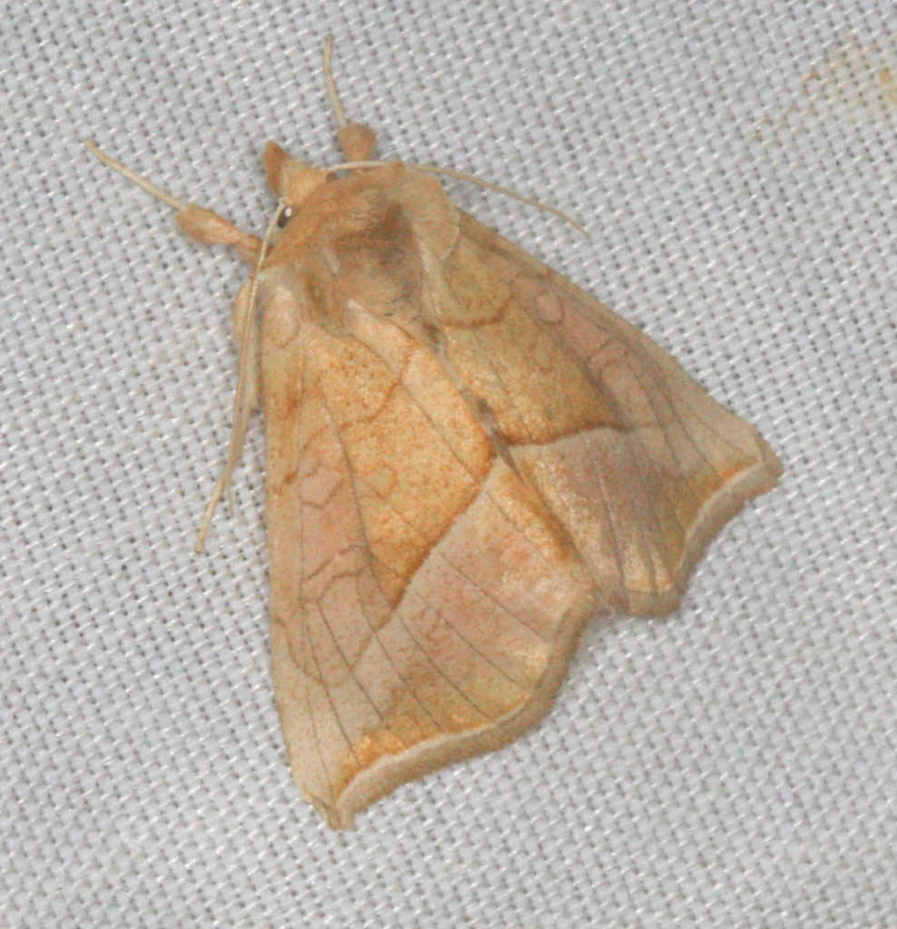 Western Unspotted Looper