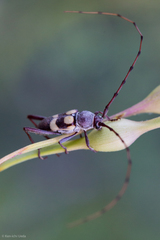 Aethecerinus latecinctus