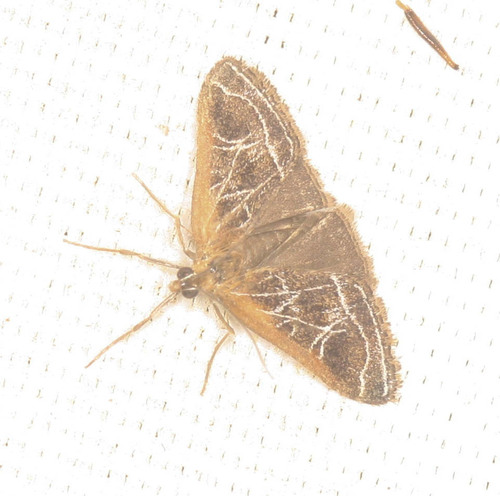 iNaturalist observation photo of Fulvous-edged Pyrausta