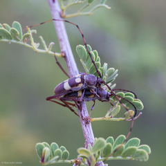 Aethecerinus latecinctus