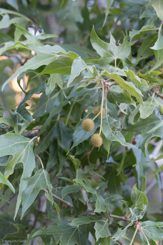 Arizona sycamore