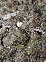 Calochortus ambiguus