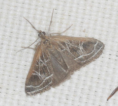 Pyrausta nexalis