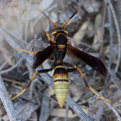 Polistes comanchus navajoe