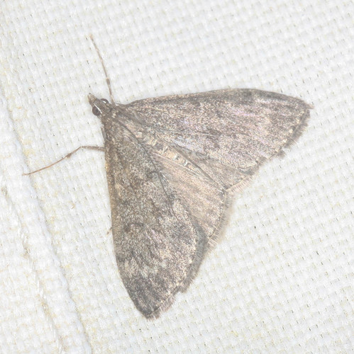 iNaturalist observation photo of Dusky Saucrobotys Moth