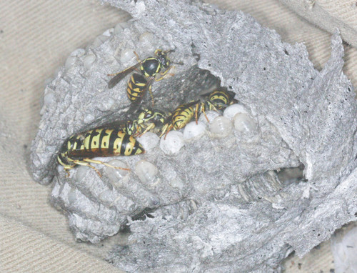 iNaturalist observation photo of Common Aerial Yellowjacket