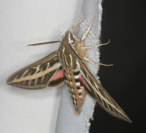 iNaturalist observation photo of White-lined Sphinx