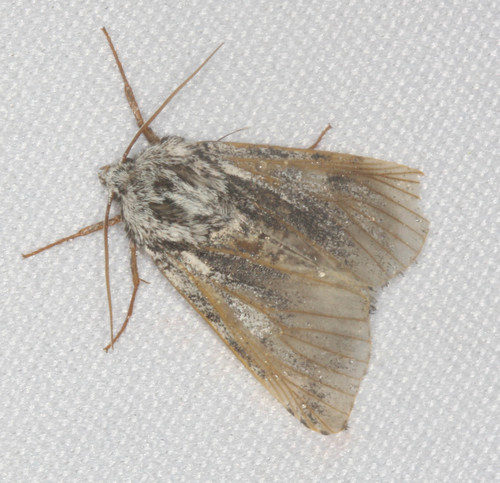iNaturalist observation photo of Cutworm Moths and Allies