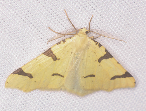 iNaturalist observation photo of Canary Thorn