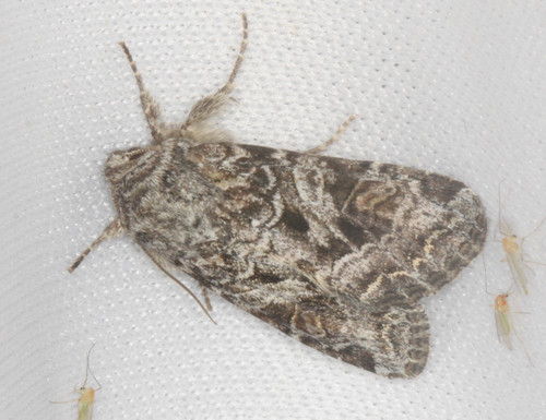iNaturalist observation photo of Cutworm Moths and Allies