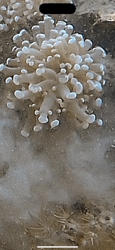 Fimbriaphyllia paradivisa observed 2024-09-20