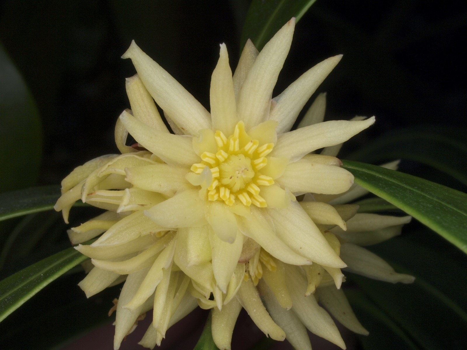 Illicium