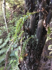 Tmesipteris sigmatifolia