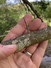 Crataegus calpodendron