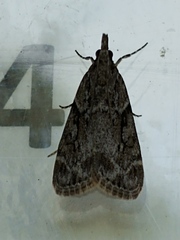 Eudonia spenceri