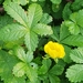 Potentilla reptans - Photo (c) Jan Ruzicka, μερικά δικαιώματα διατηρούνται (CC BY-NC), uploaded by Jan Ruzicka