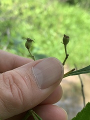 Crataegus calpodendron