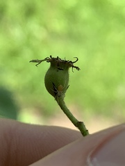 Crataegus calpodendron
