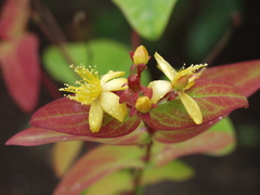 Hypericum inodorum