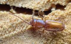 Placonotus testaceus