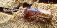 Placonotus testaceus