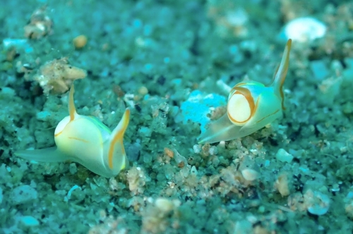 Siphopteron makisig
