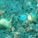 Siphopteron makisig