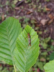 Necydalis laevicollis