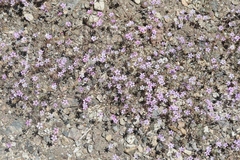 Gilia ochroleuca