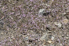 Gilia ochroleuca