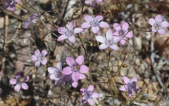 Gilia ochroleuca