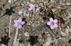 Gilia ochroleuca