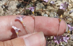 Gilia ochroleuca