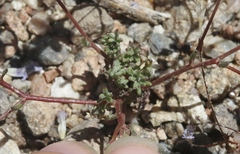 Gilia ochroleuca