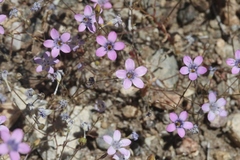 Gilia ochroleuca