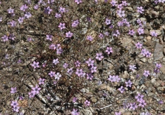 Gilia ochroleuca