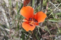 Calochortus kennedyi kennedyi