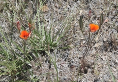 Calochortus kennedyi kennedyi