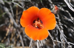 Calochortus kennedyi kennedyi