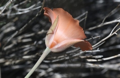 Calochortus kennedyi kennedyi