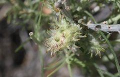 Rhopalomyia utahensis