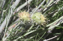 Rhopalomyia utahensis