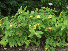 Hypericum inodorum