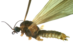 Molophilus barringtonensis
