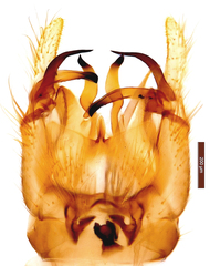 Molophilus barringtonensis