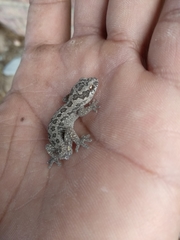 Pachydactylus maculatus